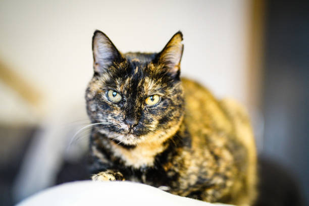 istock Close up of domestic cat 1216557843