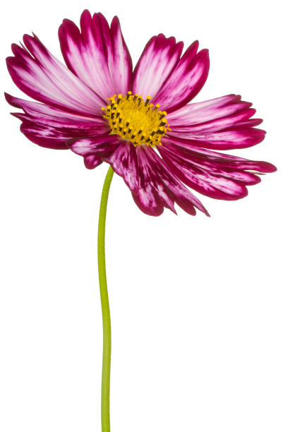 kwiat - daisy marguerite deep focus flower zdjęcia i obrazy z banku zdjęć