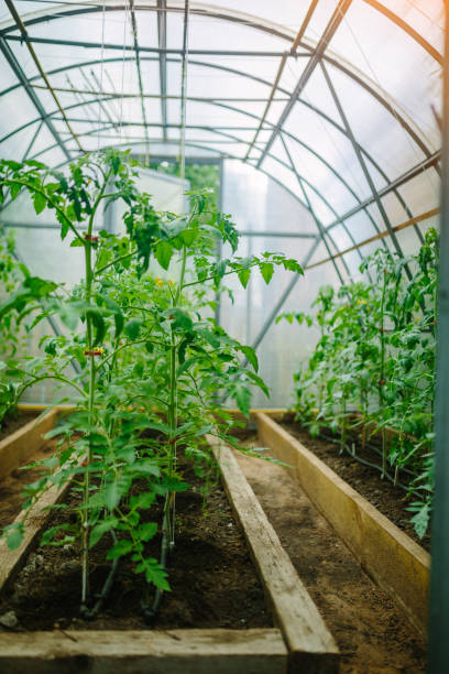 istock Natural tomato greenhouse 1216559338