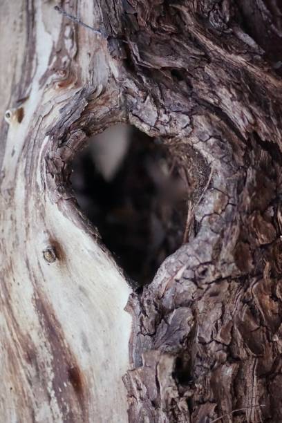 agujero de árbol en forma de corazón en el viejo tronco del árbol muerto - tree hole bark brown fotografías e imágenes de stock