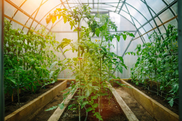 istock Natural tomato greenhouse 1216559486