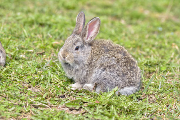 istock Easter greetings - Easter bunny rabbit sitting in green grass. 1216559554