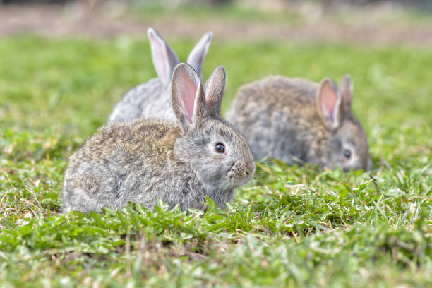 istock Easter greetings - Easter bunny rabbit sitting in green grass. 1216559567