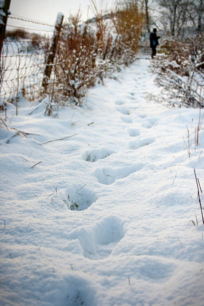 Woman's Footprints Through the Snow stock photo