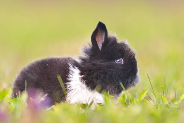 istock Easter greetings - Easter bunny rabbit sitting in green grass. 1216560304