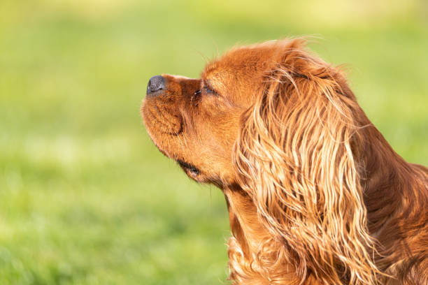 A closeup profile shot of a single isolated ruby Cavalier King Charles Spaniel in a outdoor setting.