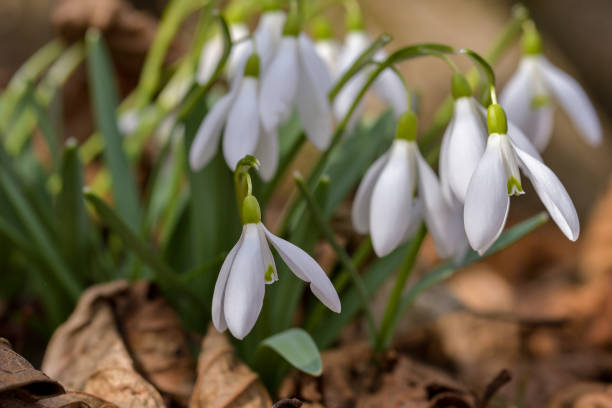 Snowdrop spring flowers. Delicate Snowdrop flower is one of the spring symbols telling us winter is leaving and we have warmer times ahead. Fresh green well complementing the white Snowdrop blossoms. flores de primavera de gota de nieve. delicada flor de gota de nieve es uno de los símbolos de primavera que nos dicen que el invierno se va y tenemos tiempos más cálidos por delante. verde fresco que complementa las flores blancas de la gota de nieve.