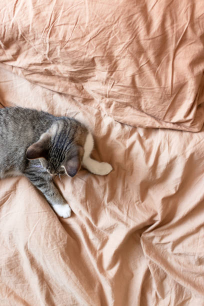 istock Cat laying in bed on brown linen 1216563580