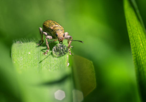 A Beetle Drinking from a Drop of Rain Water A beetle drinking from a drop of freshly fallen rain water on a blade of green grass seta stock pictures, royalty-free photos & images