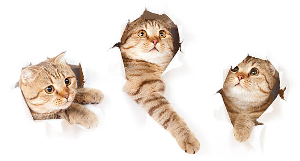 istock set of one cat in paper side torn hole isolated 121656548
