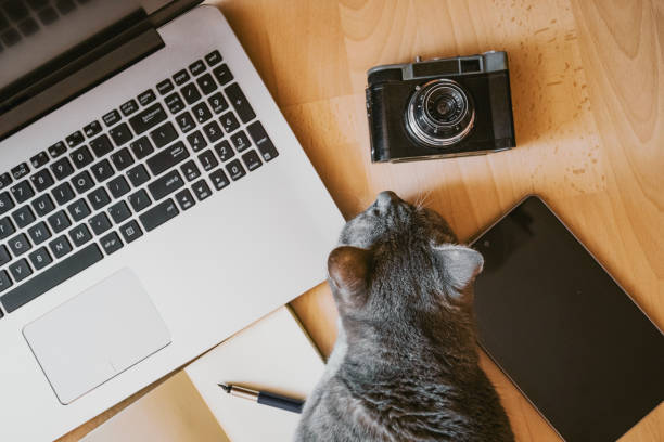 istock working home concept - cat lying on the floor near a laptop 1216566865