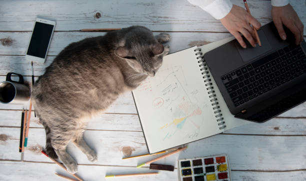 istock girl working from home with her cat 1216567093