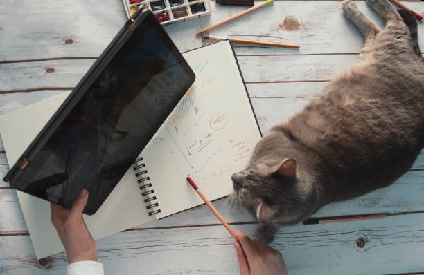 istock girl working from home with her cat 1216567106
