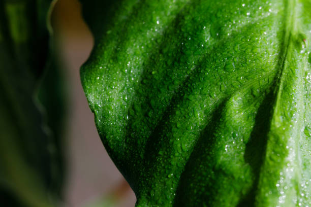 istock Beautiful green leaf with drops of water 1216568956