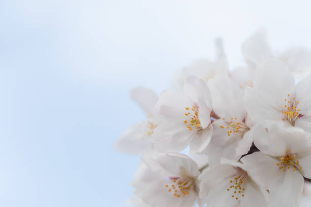 istock Cherry blossom close-up background material 1216573982