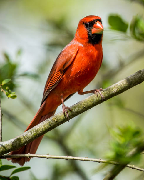 istock Big Male Red Cardinal Bird 1216575300