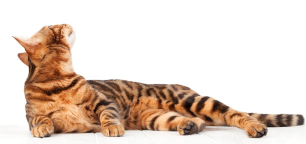 istock Bengal cat lying on white wooden floor 1216575861