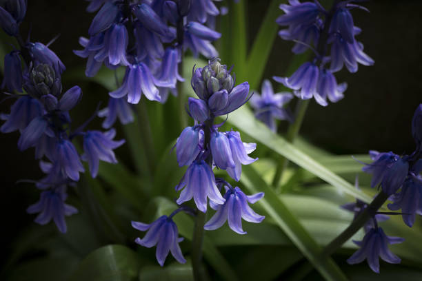 istock Young bluebell showing bell like shape 1216575897