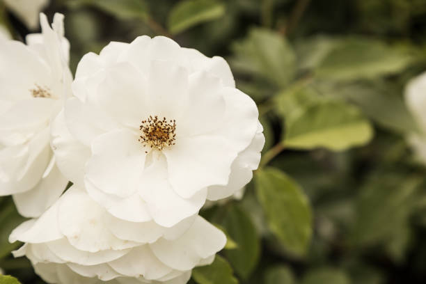 close-up of white roses in spring