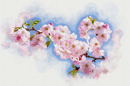 bright pink flowers of the Japanese cherry tree in spring - Prunus serrulata