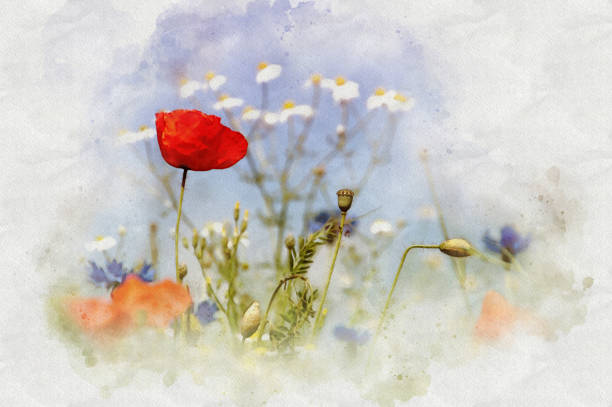 oeuvre d’aquarelle de pavot et ciel bleu - flower red poppy sky photos et images de collection