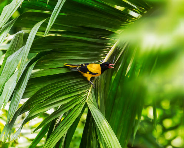 The Indian golden oriole (Oriolus kundoo) is a species of oriole found in the Indian subcontinent and Central Asia.