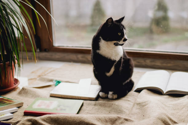 istock A cat looks outside the window confined at home in the  quarantine. 1216579197
