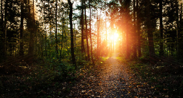 istock Sunset in forrest with road and green trees. 1216579913
