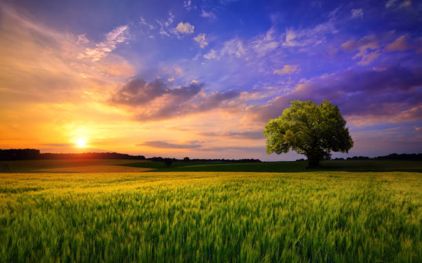 Colorful sunset scenery on open field Sunset scenery on an open field with a lone tree on the horizon and the sky painted in gorgeous dramatic and emotional colors wide field stock pictures, royalty-free photos & images