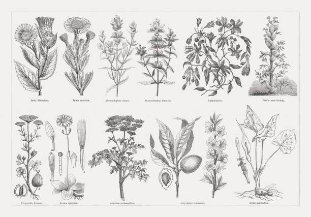 ilustraciones, imágenes clip art, dibujos animados e iconos de stock de plantas útiles y medicinales, grabados en madera, publicados en 1893 - alcatraz planta