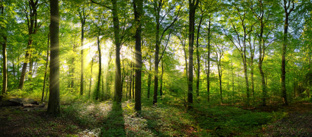 istock Green forest panorama with rays of sunlight 1216580232