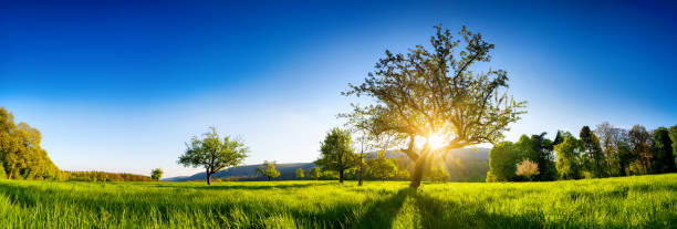 istock Panoramic shot of rural landscape with clear blue sky 1216580423