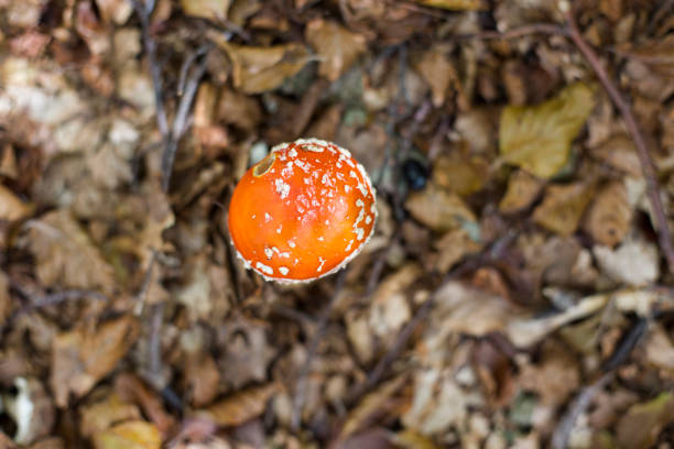 red mushroom hat of the species amanite muscaria photographed from above and emerging from the dry leaves of the undergrowth