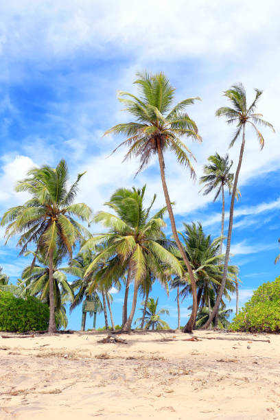 istock Beautiful sandy beach with coconut palm trees under blue sky 1216580878