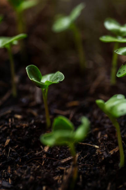istock Radish seedlings growing indoor in containers 1216582093