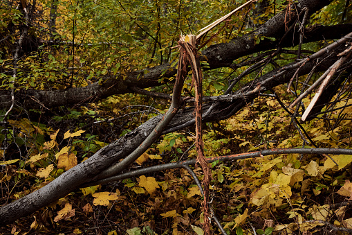 Shot of a broken tree branch caused by a bull elk marking it's territory in a forest outdoors in nature