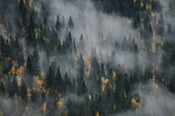 Shot of clouds covering a forest outdoors in the East Kootenay region of British Columbia, Canada