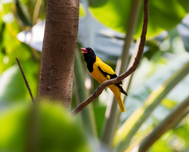 istock The Indian golden oriole 1216582504