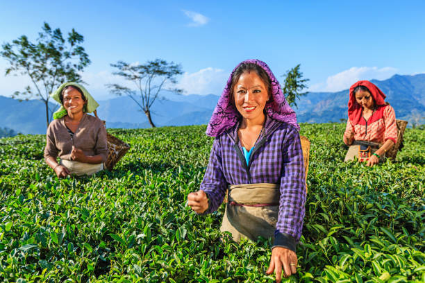 istock Indian pickers plucking tea leaves in Darjeeling, India 1216583434