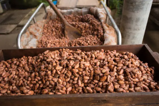 Fermented and fresh cocoa-beans lying in the wooden box.