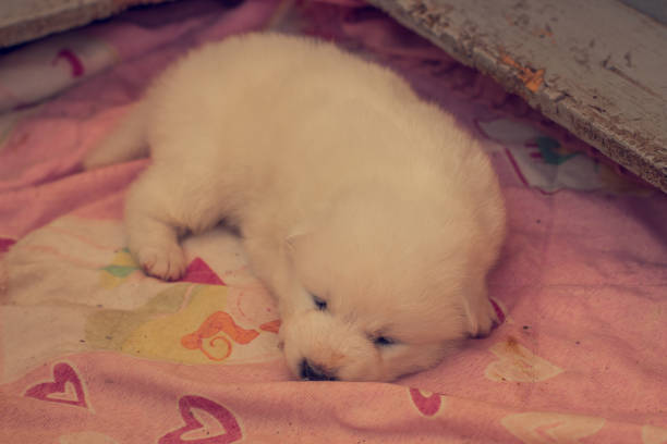 samoyed, dog, puppy, white, smile, happy, furry, cute, purebred.