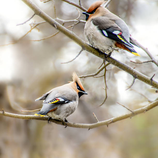 istock A Whistler bird sits on a branch 1216588195