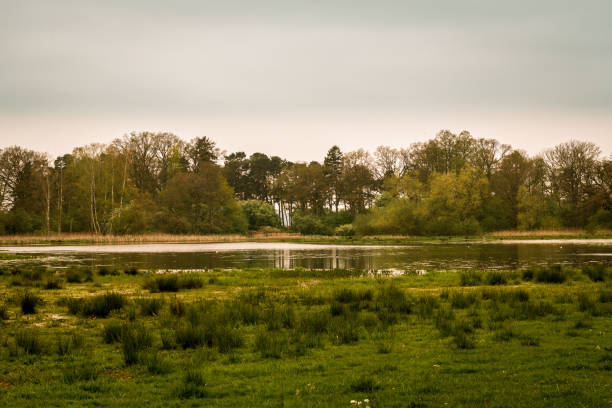 istock Wetlands in southern Sweden forest landscape 1216589937