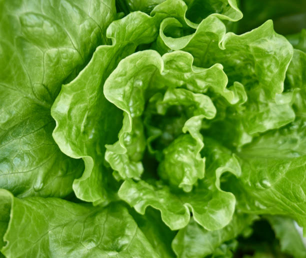 istock Fresh and organic lettuce in the garden 1216589973