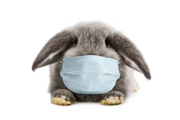 Easter rabbit wearing mask. Coronavirus concept.