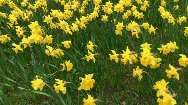 Yellow Daffodils flower field.