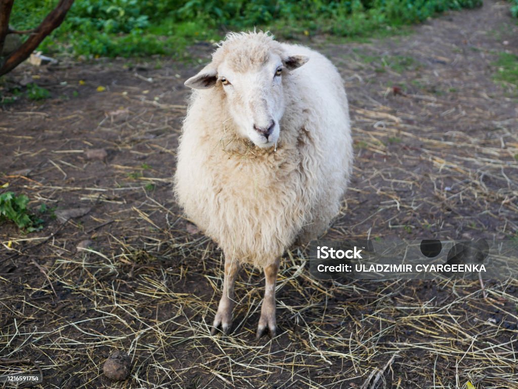 Ovce se dívají na kameru. Ovce při pohledu na kameru v terénu - Bez autorských poplatků Beran - Samec Stock fotka Ovce se dívají na kameru. Ovce při pohledu na kameru v terénu - Bez autorských poplatků Beran - Samec Stock fotka