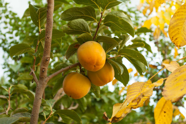 istock Bunch of persimmons 1216591865