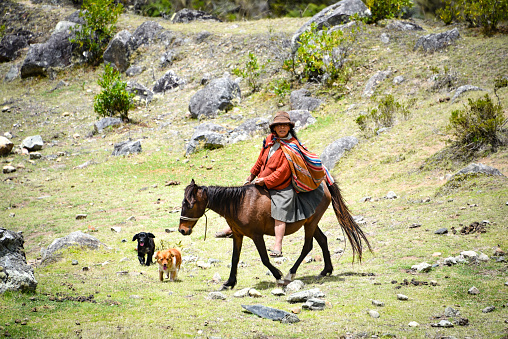 A Quechua lady rides her mule across agricultural land in the Peruvian Andes. Inca Trail, Cusco, Peru
