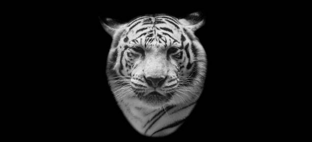 istock White tiger face in black background 1216592118